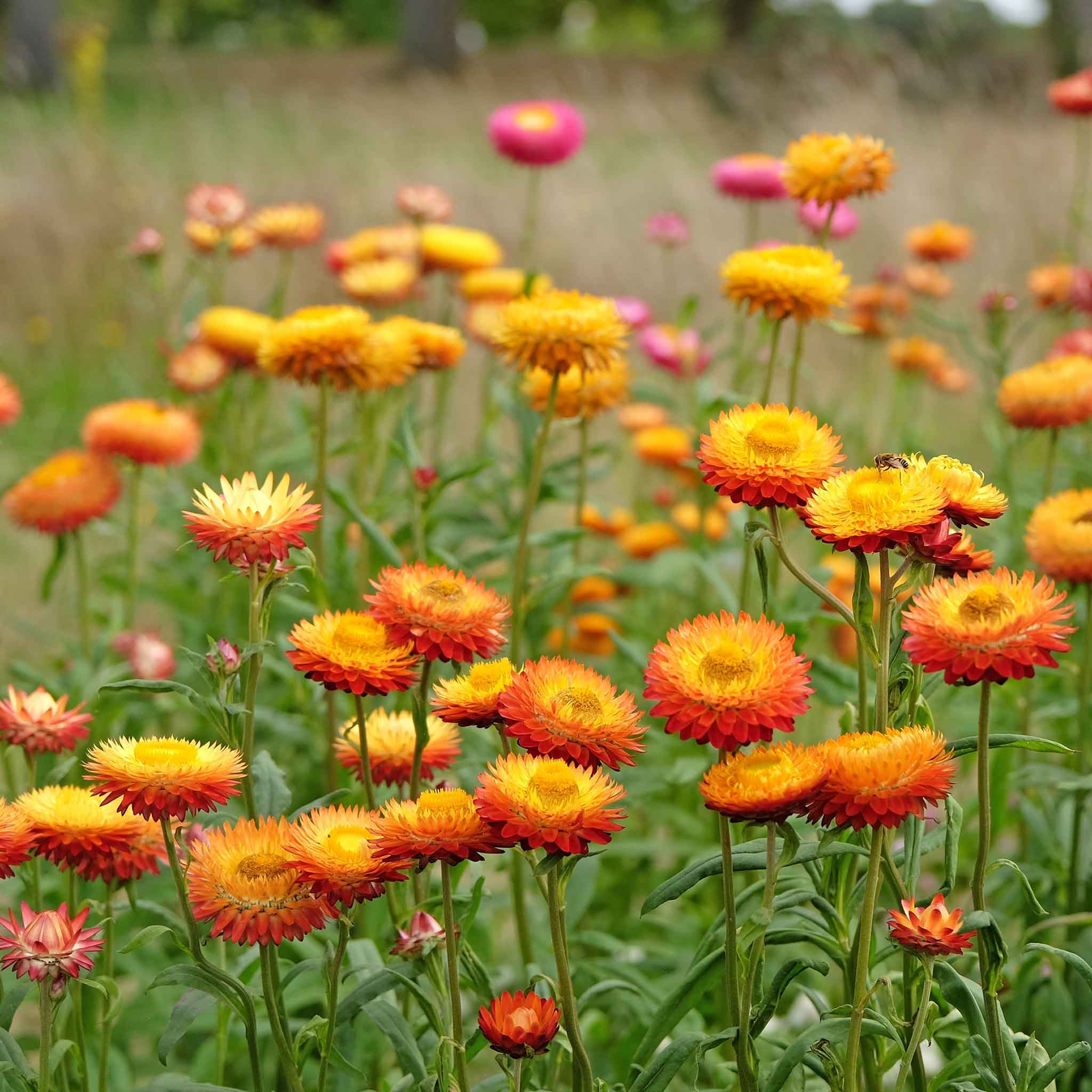Field of king size orange strawflowers with a blurred green background