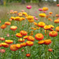 Field of king size orange strawflowers with a blurred green background