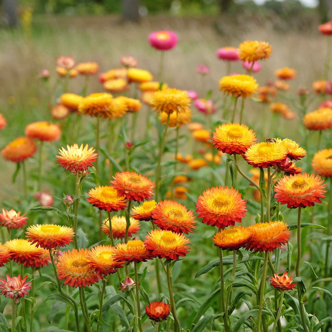 Field of king size orange strawflowers with a blurred green background