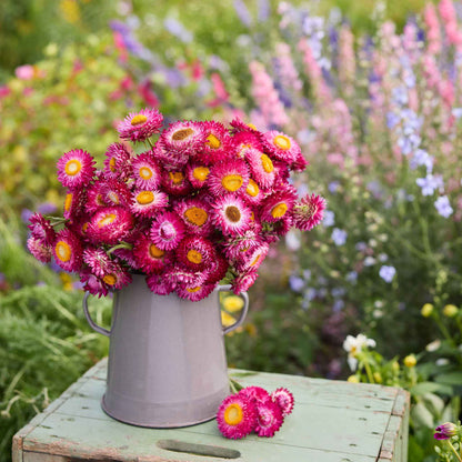 Strawflower purple red purple petals with yellow center held on a blurred green background