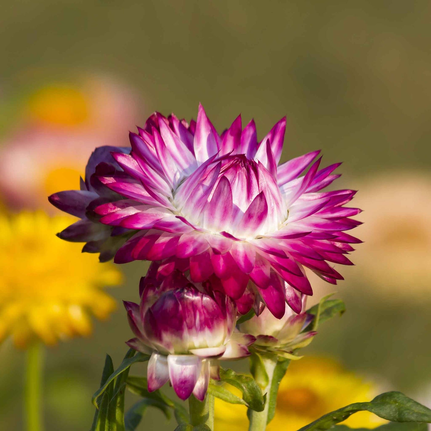 Close-up of a vibrant Purple Red strawflower with rich petals and a distinct central disc.