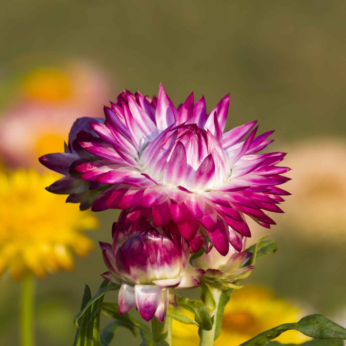Close-up of a vibrant Purple Red strawflower with rich petals and a distinct central disc.