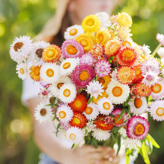 strawflower swiss giant mix