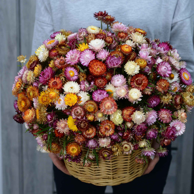 Strawflower Seeds - Swiss Giant Mix