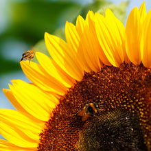 Dwarf bambino sunflower head with bright yellow petals and dark center on a backdrop