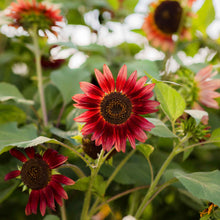 Close-up of chocolate brown sunflower head with dark center on a natural green backdrop