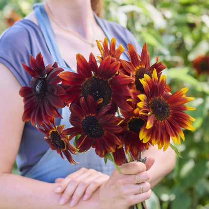 A person holding a bouquet of sunflower claret f1 sunflowers in a natural setting.