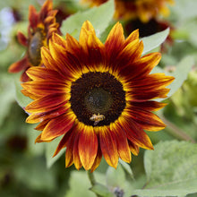 A claret f1 sunflower in a field with a bee on it.