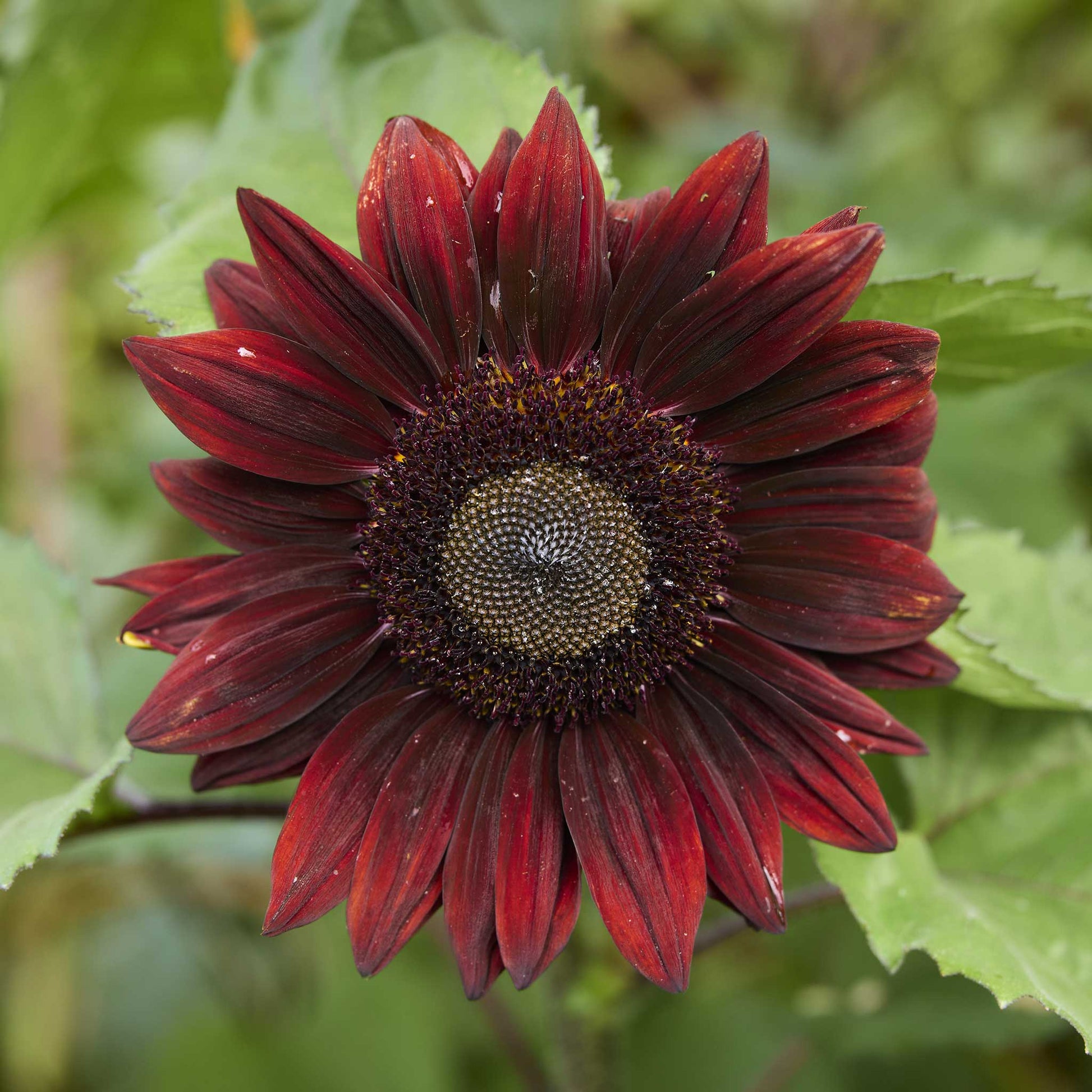 A claret f1 sunflower close up in a natural setting.