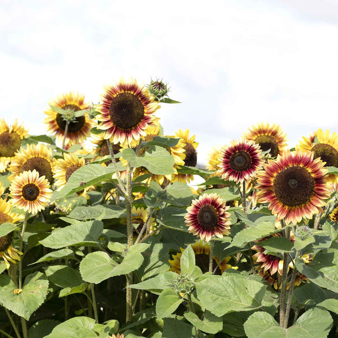 sunflower desert sun