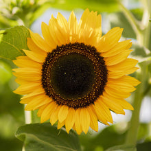 Vibrant multicolored domino sunflower head with dark red and yellow petals outdoors