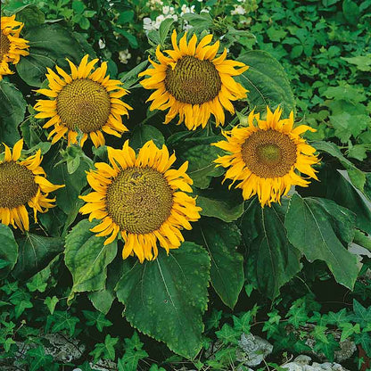 Bright yellow sunspot dwarf sunflower head with dark center on a green backdrop