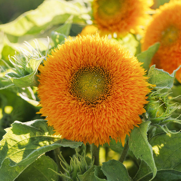Sunflower Seeds Dwarf Teddy Bear Flower Seeds in Packets