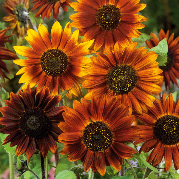 Sunflower Seeds - Earthwalker | Flower Seeds in Packets & Bulk