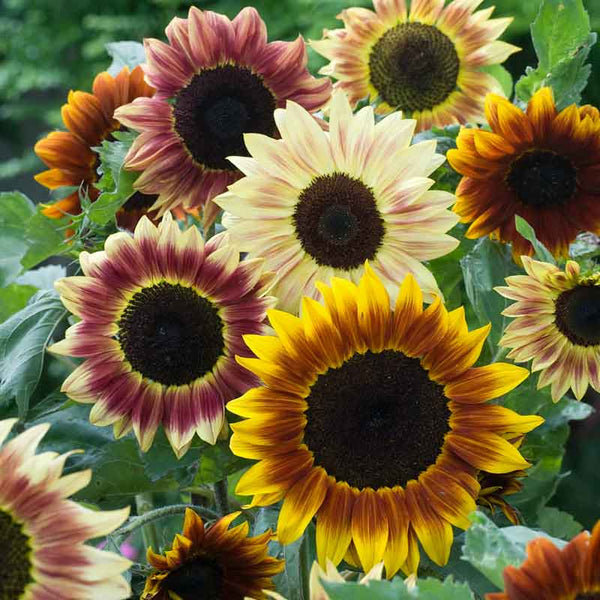 Sunflower Seeds - Evening Colors | Flower Seeds in Packets & Bulk ...