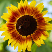 Evening sun sunflower variety with deep red and orange petals in a garden setting