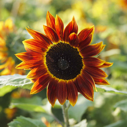 Harlequin sunflower with yellow petals streaked with red on a natural backdrop
