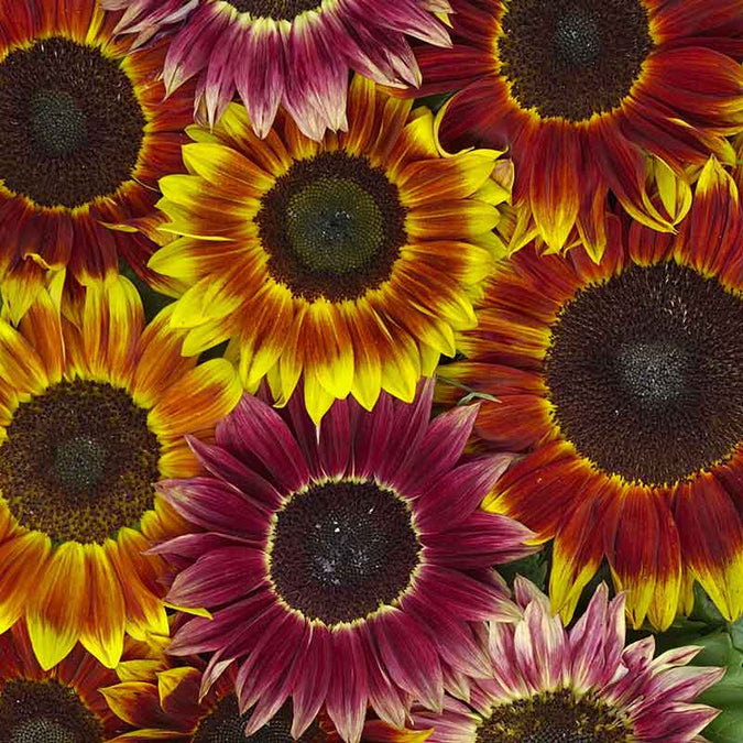 sunflower harlequin