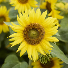 Close up of a yellow irish eyes sunflower with green leaves and blurred background.