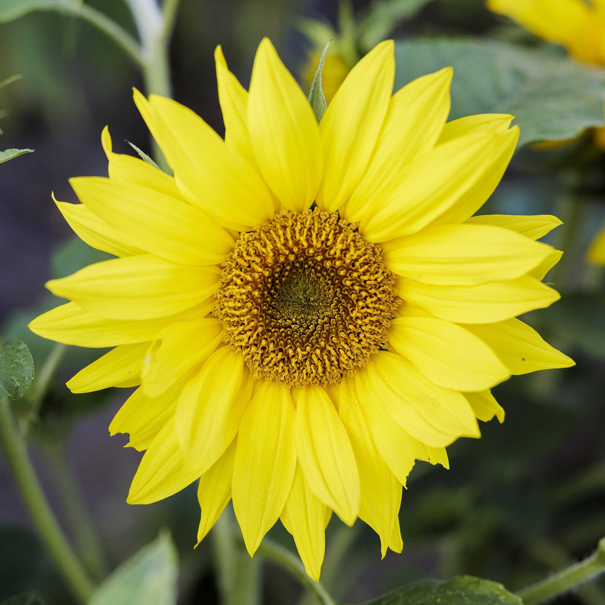 Close up of a yellow irish eyes sunflower with green leaves and blurred background.