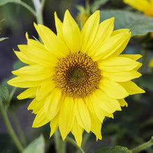 Close up of a yellow irish eyes sunflower with green leaves and blurred background.