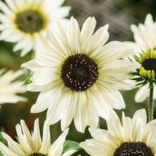 Creamy white italian white sunflower with yellow-green center on a soft outdoor backdrop