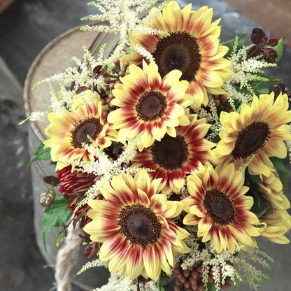 Vibrant marley sunflower with yellow and orange petals and dark center in a garden