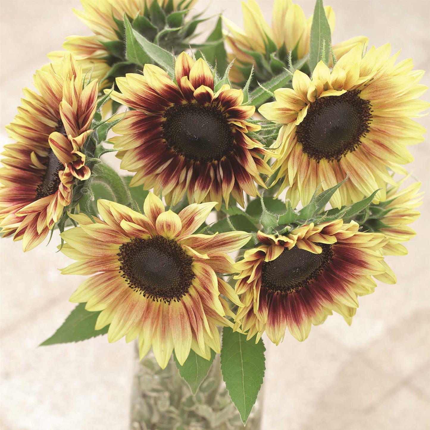 sunflower marley