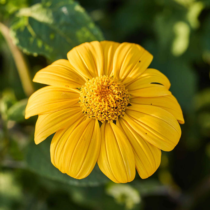Mexican Sunflower Yellow Torch with a blurred green background