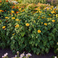 Bush of yellow torch mexican  sunflowers with green leaves in a garden setting