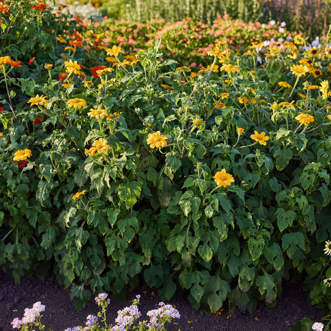 Bush of yellow torch mexican  sunflowers with green leaves in a garden setting