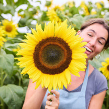Person holding a giant mongolian giant sunflower bloom to show size in a sunflower field.