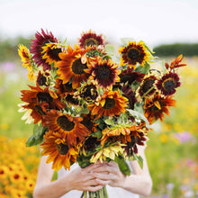 Autumn beauty sunflower in warm red orange and yellow on a natural garden backdrop