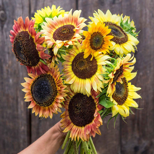 sunflower organic evening colors