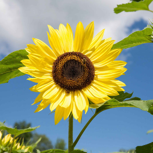 sunflower organic lemon queen