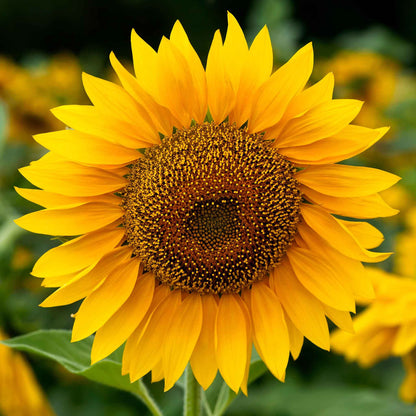 Large mammoth grey stripe sunflower head in close-up on a bright natural backdrop