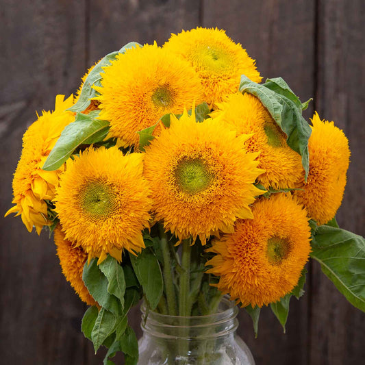 sunflower organic teddy bear