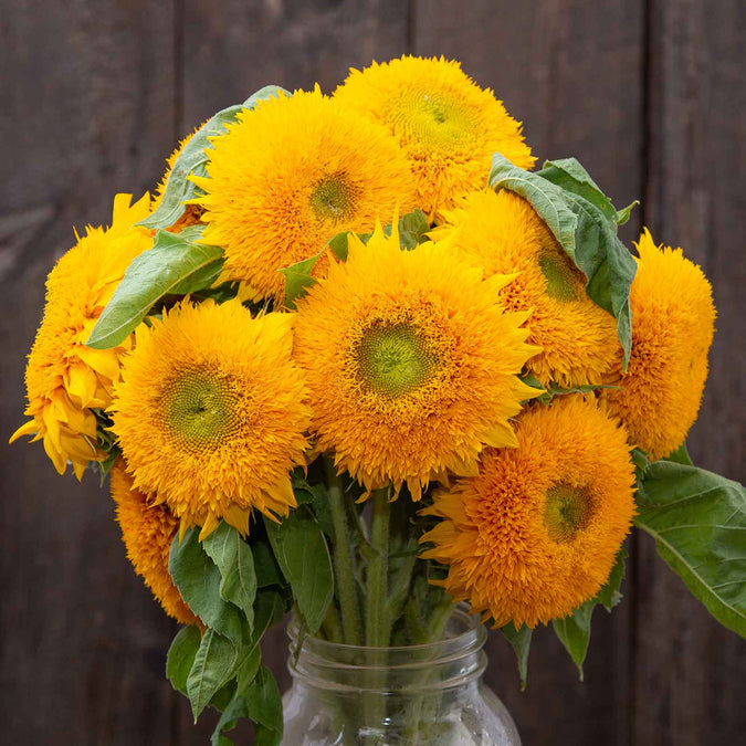sunflower organic teddy bear