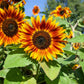 sunflower organic-velvet queen