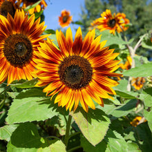 Deep red-maroon organic velvet queen sunflower on a tall stalk on a garden backdrop