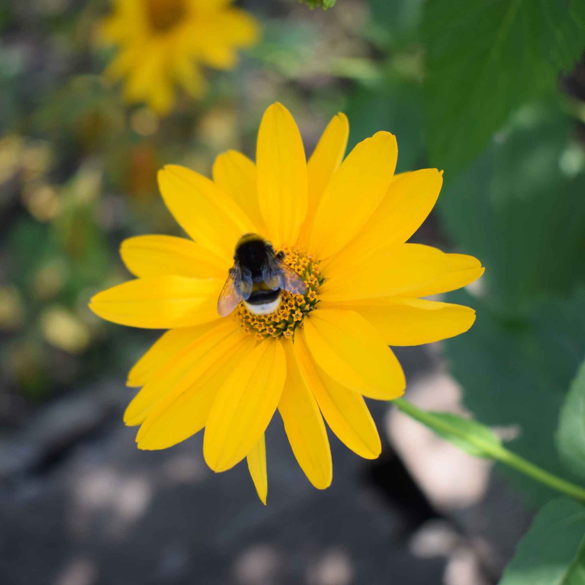 Bright yellow ox eye sunflower with dark center on a green natural garden backdrop