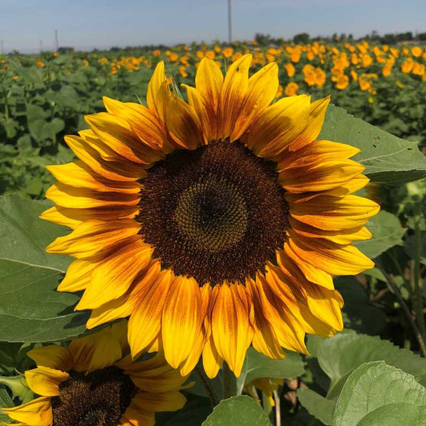 Sunflower Seeds - ProCut Bicolor (DMR) | Flower Seeds in