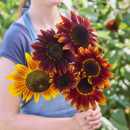 A person holding a bouquet of sunflower ruby in a garden setting.
