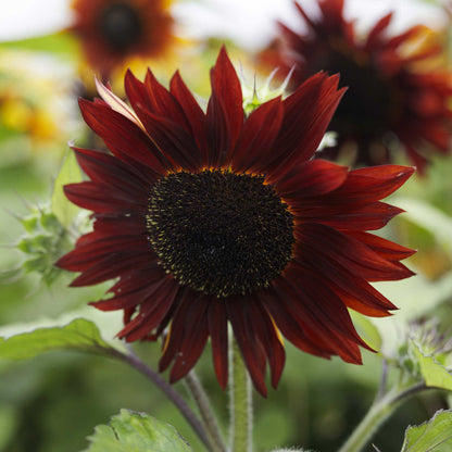 Close up of a sunflower ruby flower with a green stem and blurred background.