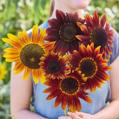 A person holding a bouquet of sunflower ruby in a garden setting.