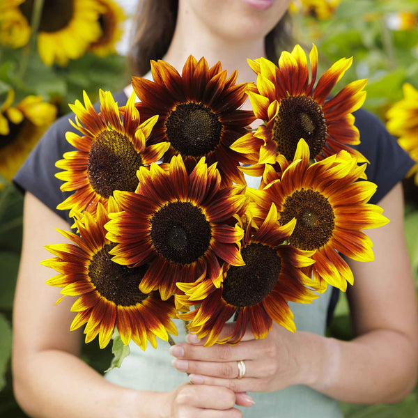 Sunflower Skip Sunflower Seeds - Shock-o-Lat | Flower Seeds in Packets & Bulk | Eden ...