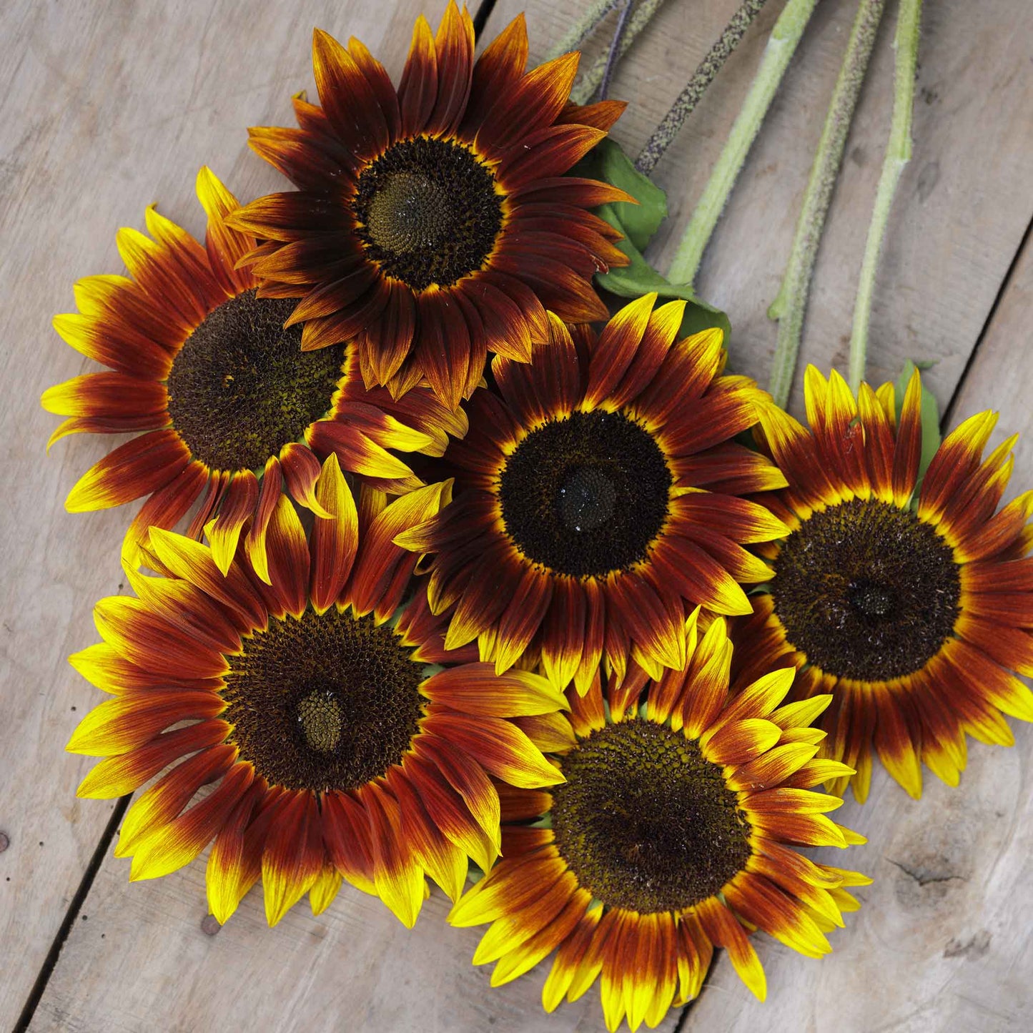 sunflower shok o lat