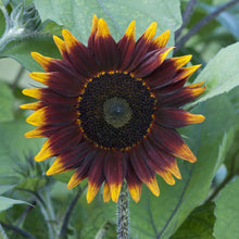 Shock-o-lat sunflower with dark deep red-brown petals on a natural garden backdrop