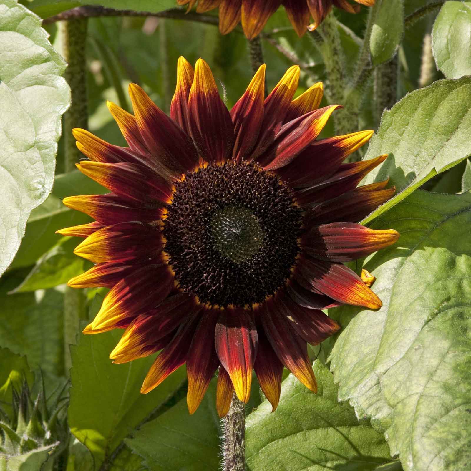 Sunflower Skip Sunflower Seeds - Shock-o-Lat | Flower Seeds in Packets & Bulk | Eden ...