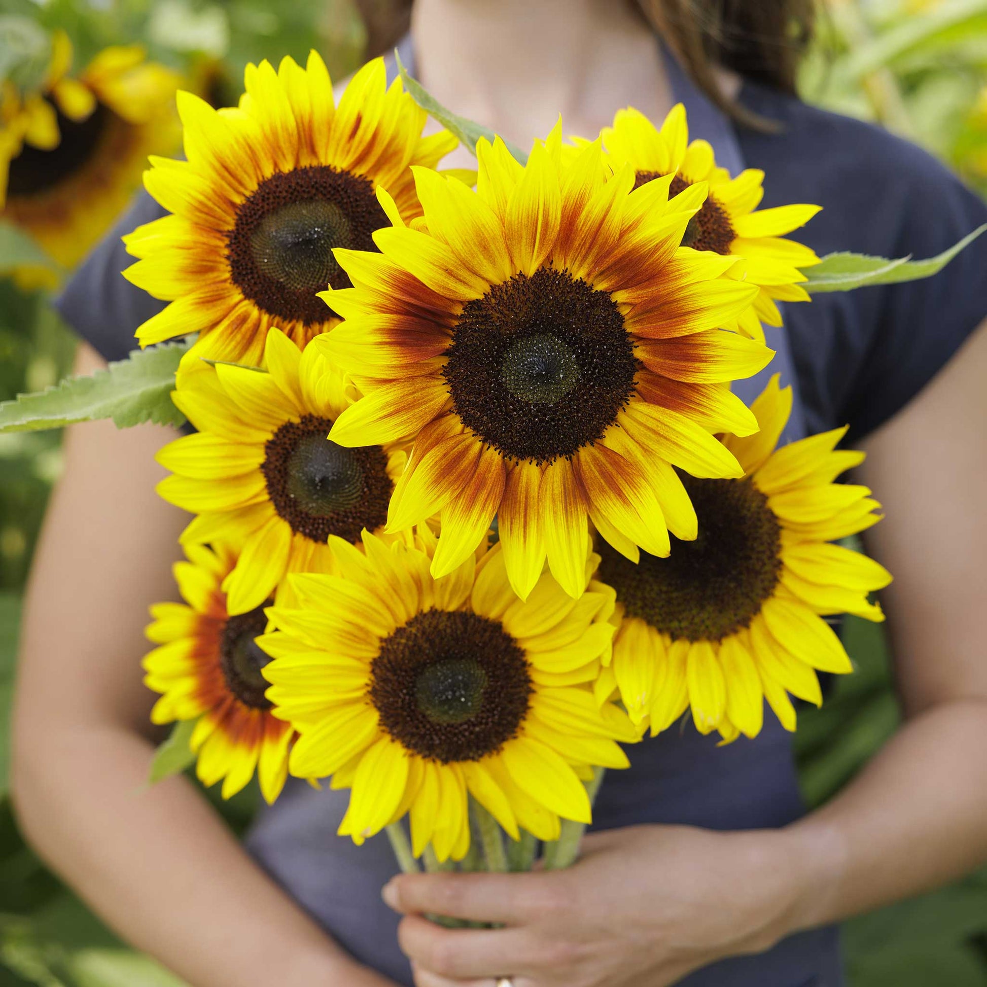 A person holding a bouquet of yellow sunflower solar power in a garden setting.